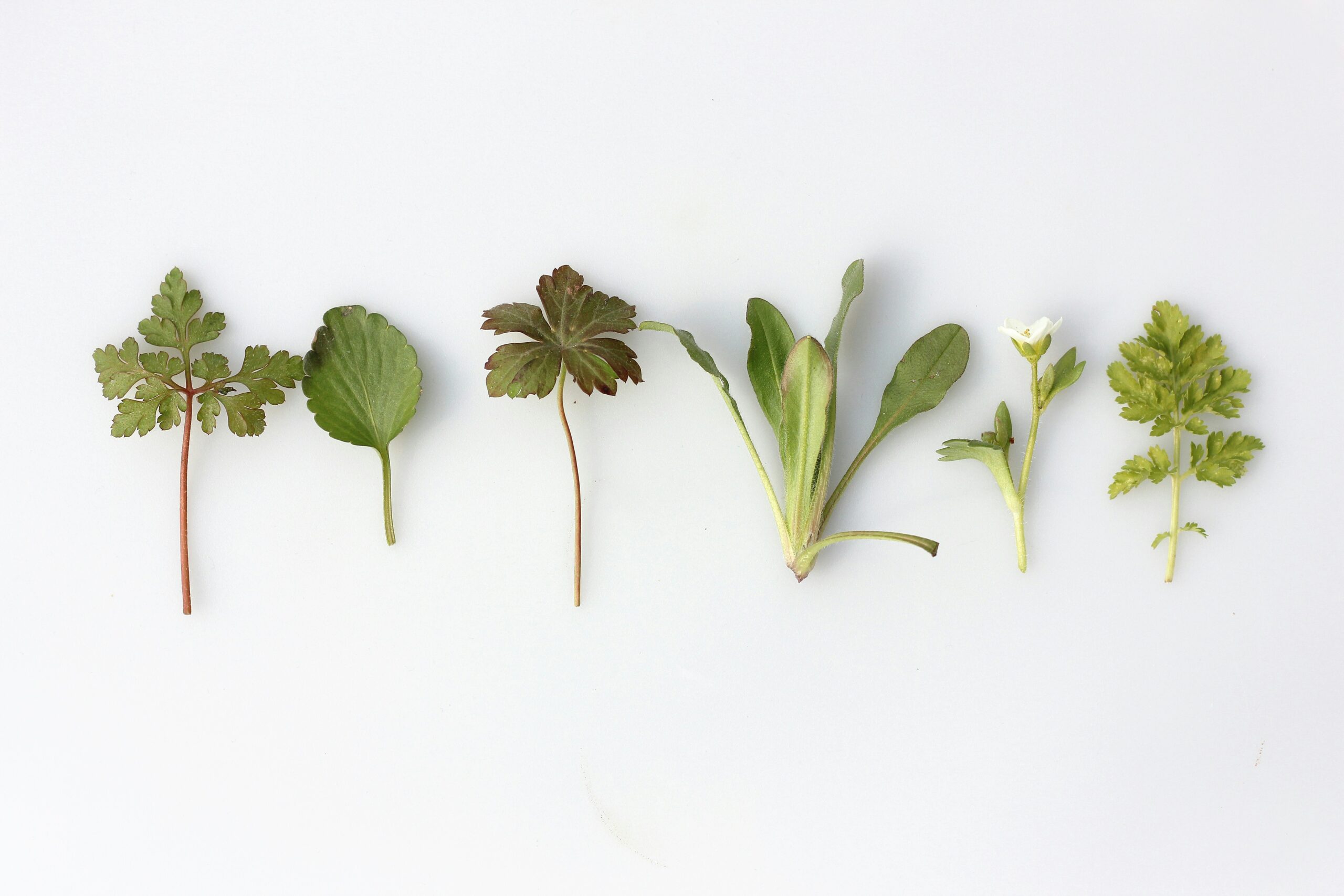 Fresh Herbs vs. Dried Herb Measurements